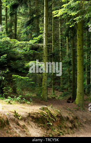 Dettaglio della foresta di pini, Ungheria Foto Stock