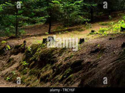 Dettaglio della foresta di pini, Ungheria Foto Stock