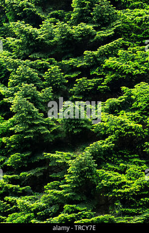 Dettaglio della foresta di pini, Ungheria Foto Stock