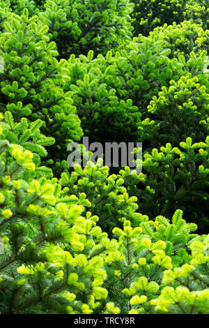 Dettaglio della foresta di pini, Ungheria Foto Stock