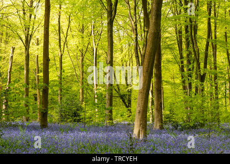 Foglie primaverili sui faggi e sulle campane - Hyacinthoides non scripta fiorendo a West Woods Bluebell wood, vicino a Marlborough, Wiltshire, Inghilterra Foto Stock