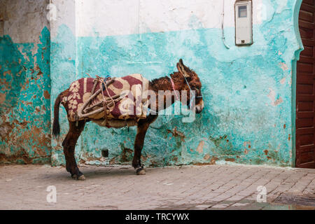 Un asino (Equus africanus asinus) in attesa in una ciano dipinte di bianco vicolo del villaggio marocchino Moulay Idriss. Foto Stock