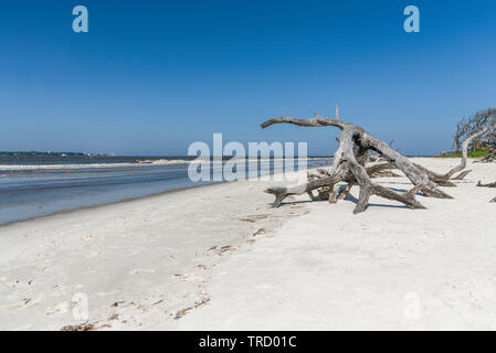 Jekyll Island Georgia Driftwood Beach Litorale Foto Stock