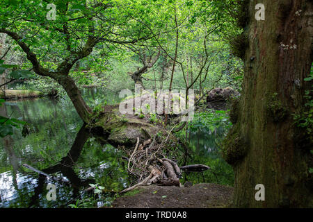 Area di acqua tra gli alberi a Grappenhall Heys, Warrington, Cheshire, Regno Unito Foto Stock