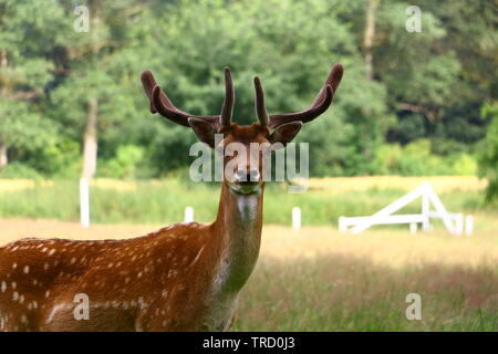 Stolzer Hirsch im Münsterland Foto Stock
