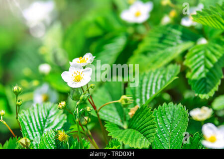 Close-up di un fiorire di fragole bush nel giardino. Foto Stock