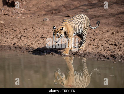 Tigre del Bengala - Tigress Sultana T-107 Foto Stock