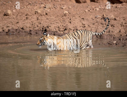 Tigre del Bengala - Tigress Sultana T-107 Foto Stock