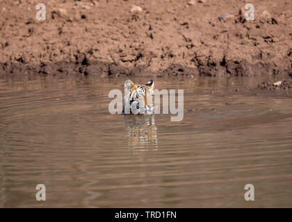 Tigre del Bengala - Tigress Sultana T-107 Foto Stock