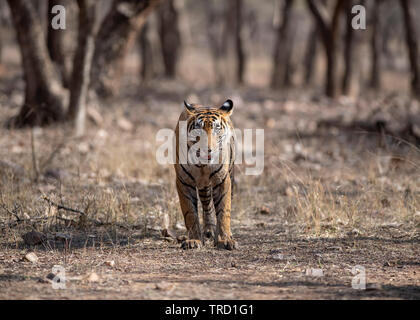 Tigre del Bengala - Tigress Sultana T-107 Foto Stock