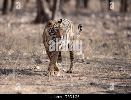 Tigre del Bengala - Tigress Sultana T-107 Foto Stock