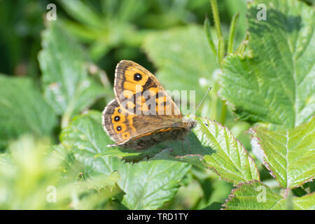 Parete farfalla marrone (Lasiommata megera) in Galles, Regno Unito Foto Stock