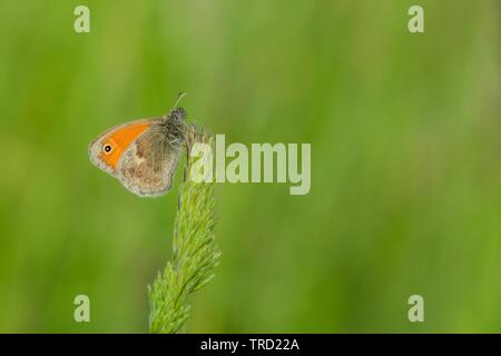 Un piccolo arancione e marrone butterfly con un punto nero, una piccola heath, seduto su una sommità dell'erba. Soleggiata giornata estiva in natura. Sfocato sfondo verde . Foto Stock