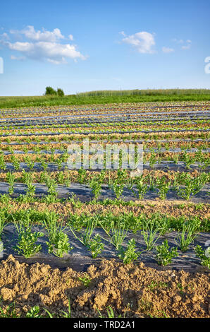 Agricoltura paesaggio con sedano organico e erba cipollina campo di fattoria con patch ricoperti di plastica strame usato per sopprimere le erbacce e conservare l'acqua. Foto Stock