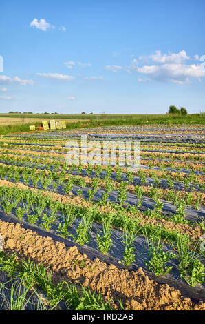 Il paesaggio agricolo con organici di sedano e erba cipollina campo di fattoria con patch ricoperti di plastica strame usato per sopprimere le erbacce e conservare l'acqua. Foto Stock