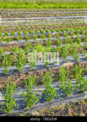 Il sedano e erba cipollina fattoria organica campo con patch ricoperti di plastica strame usato per sopprimere le erbacce e conservare l'acqua. Foto Stock