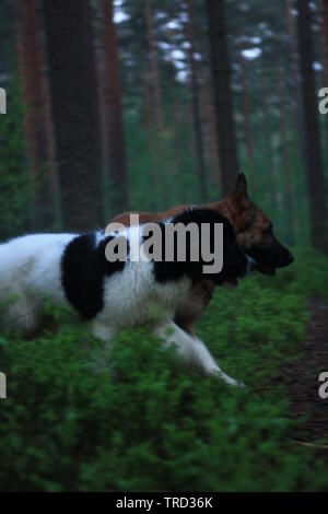 Due cani che corrono fianco a fianco nella foresta verde Foto Stock