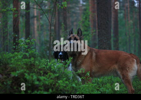 Due cani in piedi nella foresta fianco a fianco Foto Stock