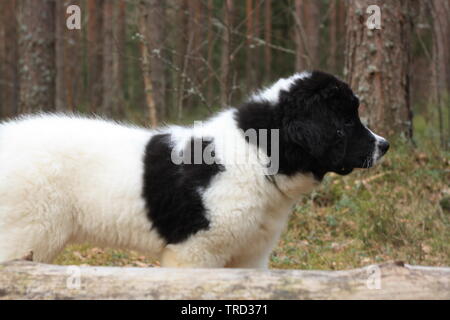 Due cani che corrono fianco a fianco nella foresta verde Foto Stock