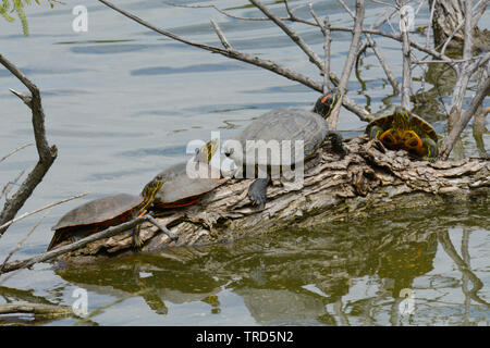 Wild red eared slider e western dipinto di tartarughe a prendere il sole sul registro di sommerso a bordo del lago Foto Stock