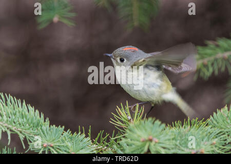 Maschio di ruby-incoronato kinglet (Regulus calendula) in primavera Foto Stock