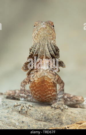 Un frilled dragon indipendente alto Foto Stock