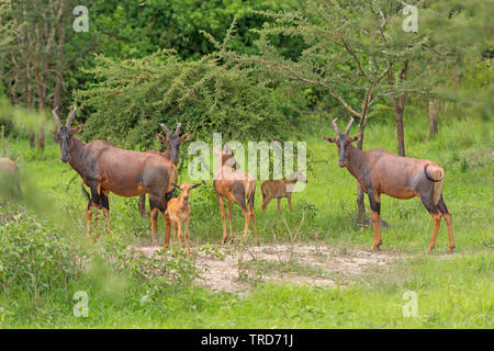 Topi famiglia nella savana del Lago Mburo National Park in Uganda Foto Stock