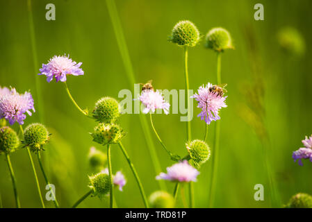 Il miele delle api di impollinazione fiore con seconda bee in background Foto Stock