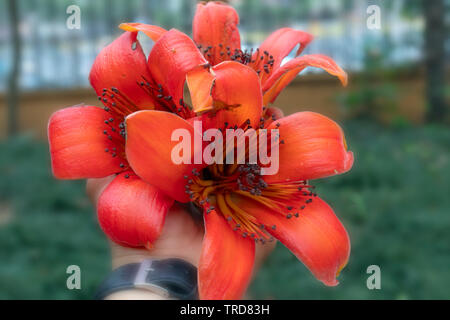 Bombax ceiba a portata di mano e di antichi alberi silhouette al tramonto sfondo vernice rende più bellezza rustica della campagna del Vietnam Foto Stock