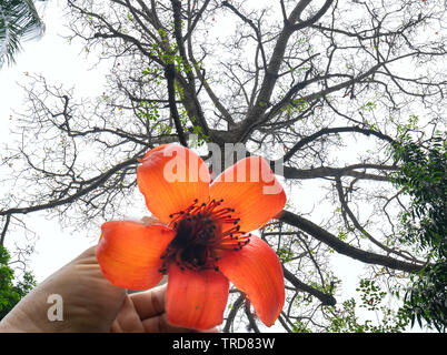 Bombax ceiba a portata di mano e di antichi alberi silhouette al tramonto sfondo vernice rende più bellezza rustica della campagna del Vietnam Foto Stock