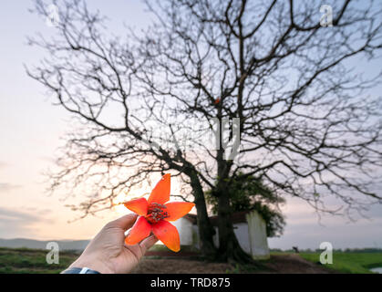 Bombax ceiba a portata di mano e di antichi alberi silhouette al tramonto sfondo vernice rende più bellezza rustica della campagna del Vietnam Foto Stock