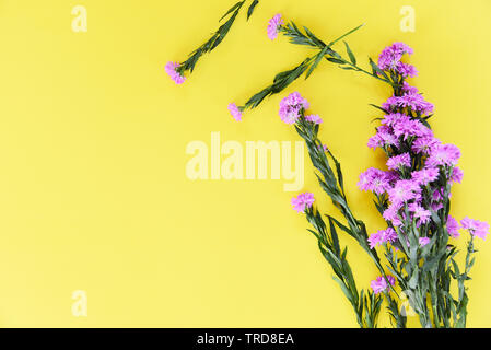 Marguerite daisy fiore viola decorare su sfondo giallo Foto Stock