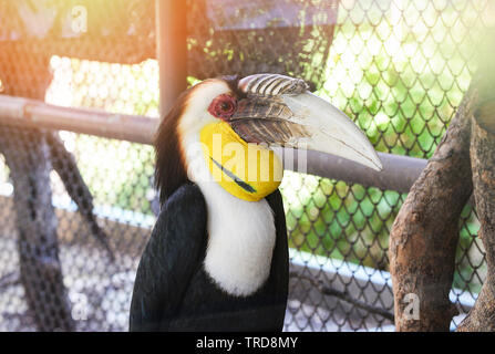 Inghirlandato hornbill grande becco di uccello variopinto seduto sul ramo di albero in parco nazionale / Rhyticeros undulatus grande hornbill Foto Stock