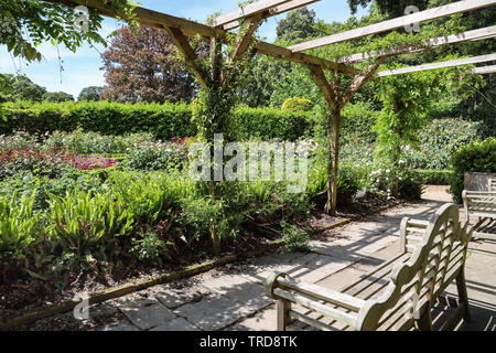 Il Giardino delle Rose a Mount Edgcumbe Park Cornwall, dai posti a sedere sotto il pergolato 2019 Foto Stock