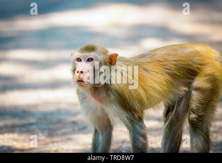 Asia monkey camminando sulla natura del parco nazionale Foto Stock