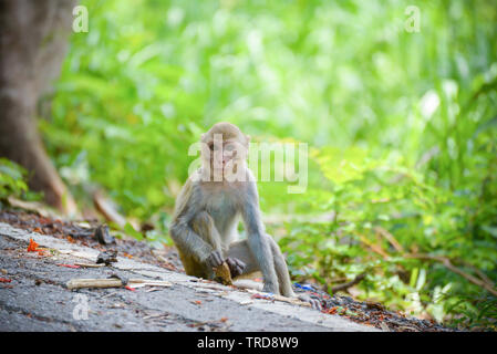 Young Asia monkey seduto su strada su sfondo natura nel parco nazionale Foto Stock