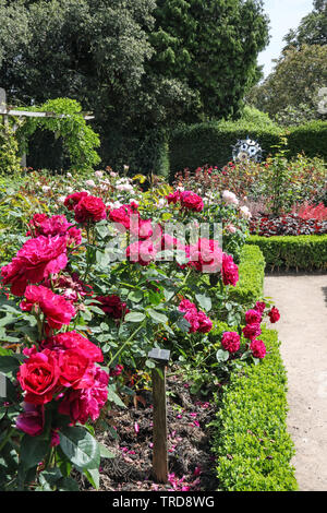 Rose rosse alla ribalta nel giardino di rose a Mount Edgcumbe Park Cornwall Foto Stock