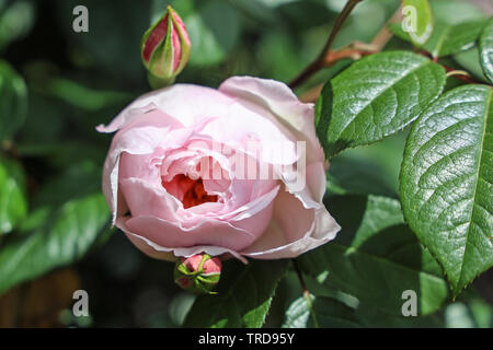 Soft rosa rosa nel giardino di rose a Mount Edgcumbe Park Cornwall Estate 2019 Foto Stock