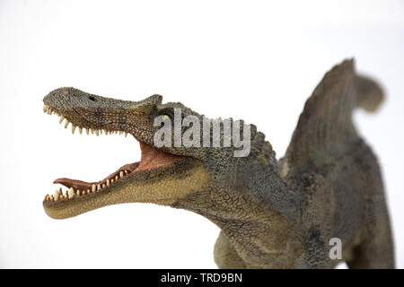 Allosaurus isolati su sfondo bianco Foto Stock