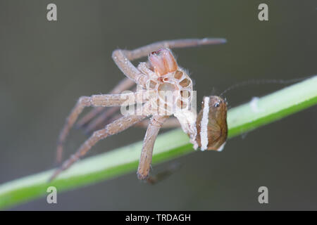 Pelle capannone della zattera spider, Dolomedes fimbriatus Foto Stock