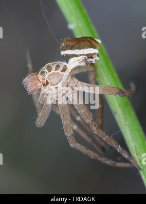 Pelle capannone della zattera spider, Dolomedes fimbriatus Foto Stock