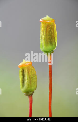 Le capsule di spore o sporangia di Polytrichum juniperinum, comunemente noto come il ginepro haircap o ginepro polytrichum moss Foto Stock