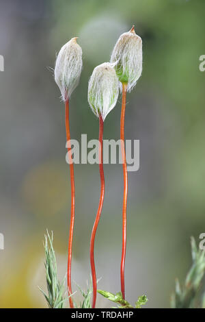 Le capsule di spore o sporangia di Polytrichum juniperinum, comunemente noto come il ginepro haircap o ginepro polytrichum moss Foto Stock