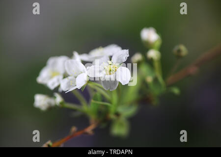 Bellissimi fiori bianchi di fioritura melo Foto Stock