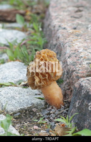 Morchella esculenta, comunemente noto come comuni morel, Morel, giallo morel, vero morel, Morel, funghi e spugna morel Foto Stock