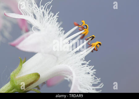 Menyanthes trifoliata, noto come bogbean, Buckbean, Bog, fagiolo fagiolo Buck o trifoglio Marsh, sia un vegetale alimentare tradizionale e piante medicinali Foto Stock