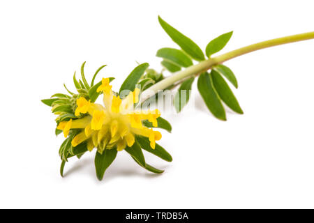 Anthyllis vulneraria fiori isolati su sfondo bianco Foto Stock