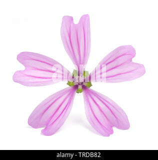 "Viola Malva comune' Fiore (Malva Sylvestris) isolato su sfondo bianco Foto Stock