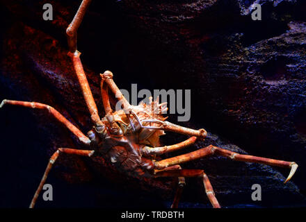 Il gigante giapponese granseola nuoto sott'acqua aquariumun sulla roccia ocean / Macrocheira kaempferi Foto Stock