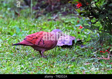 Ruddy terra-colomba (Columbina talpacoti rufipennis), sul terreno, Sud America Foto Stock